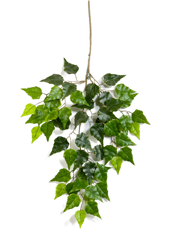 30/birch-spray-8fw1593n