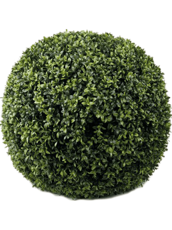 30/boxwood-8ee417645