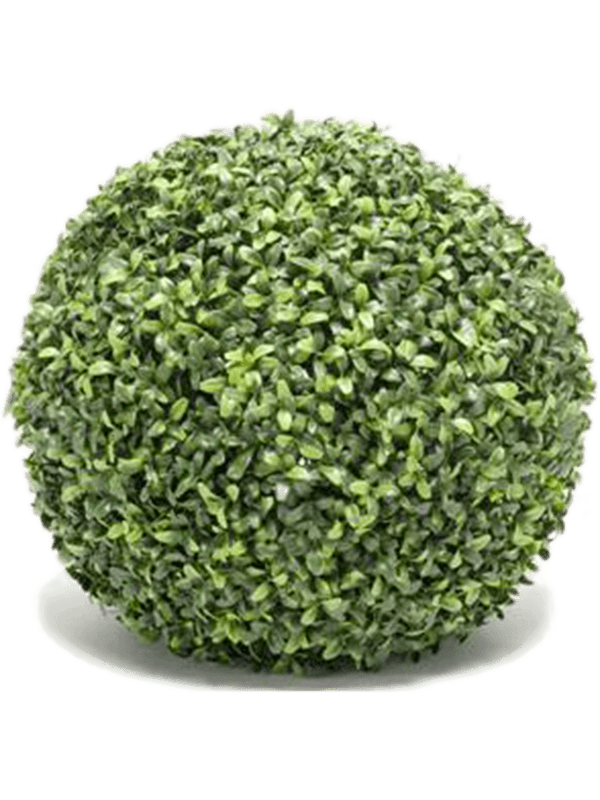 30/boxwood-8eebo17244