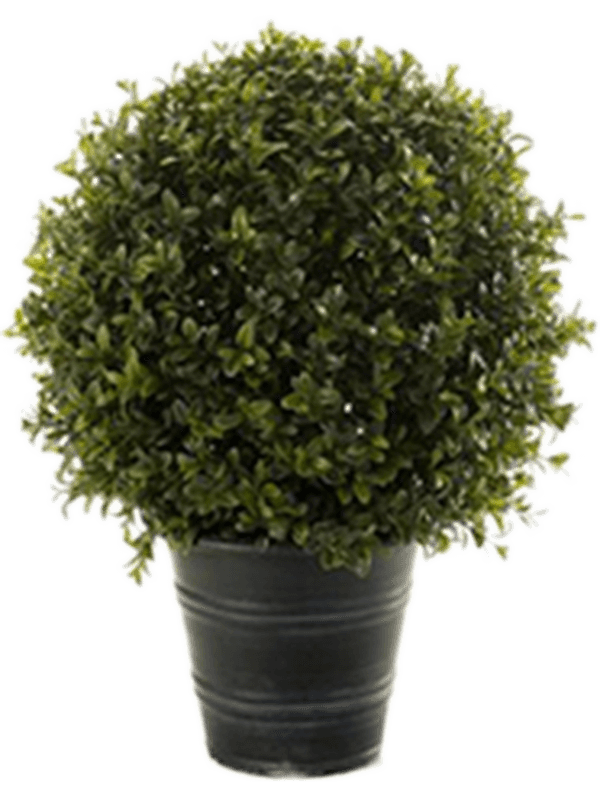 30/boxwood-8eebo7629