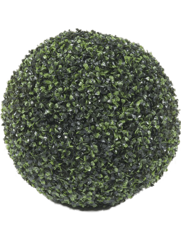 30/boxwood-8eeg17191