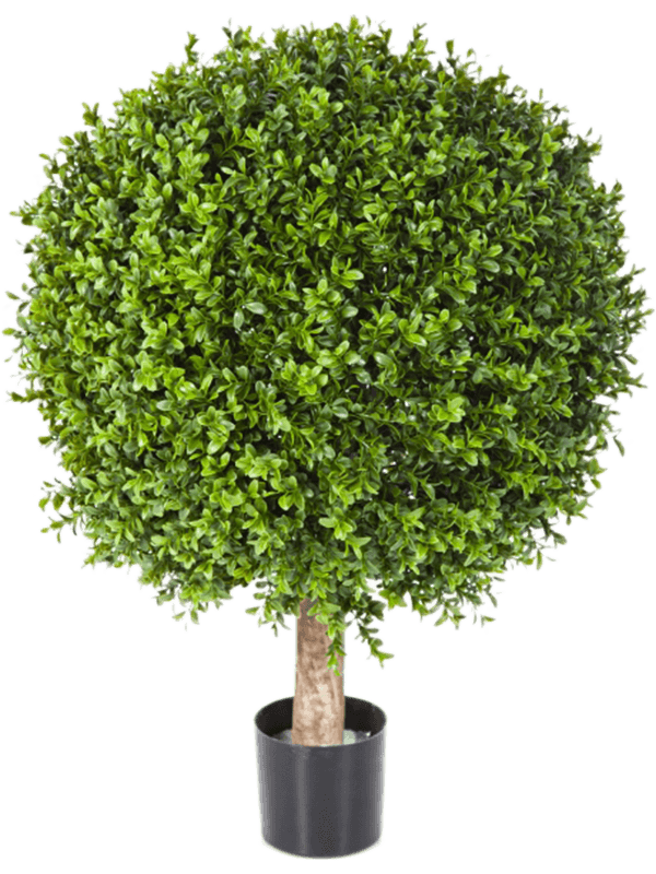 30/boxwood-ball-8fw44540n
