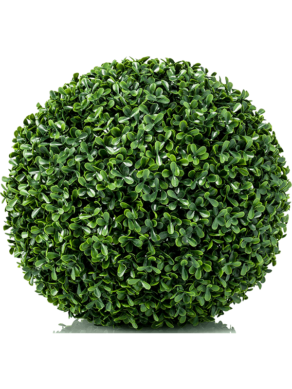 30/boxwood-mini-8ee423376