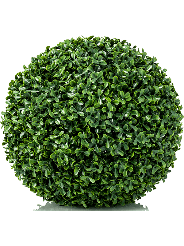 30/boxwood-mini-8ee423377