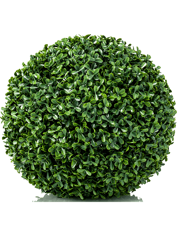 30/boxwood-mini-8ee423378