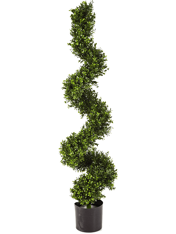30/boxwood-spiral-tree-8fw45005n