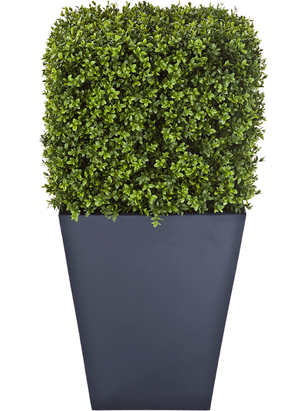 30/boxwood-square-8fw44703n