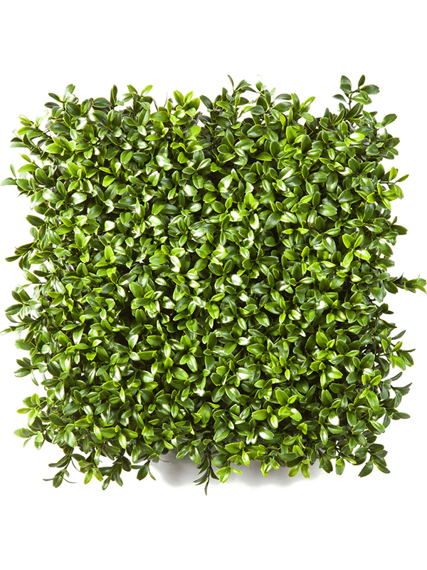 30/boxwood-square-carpet-new-8fw5926cp