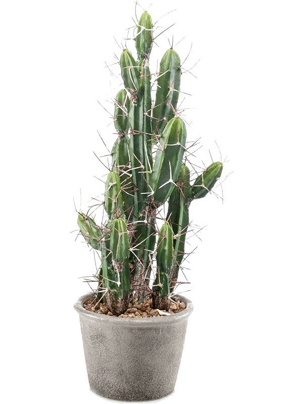 30/cactus-stetsonia-8ee424637