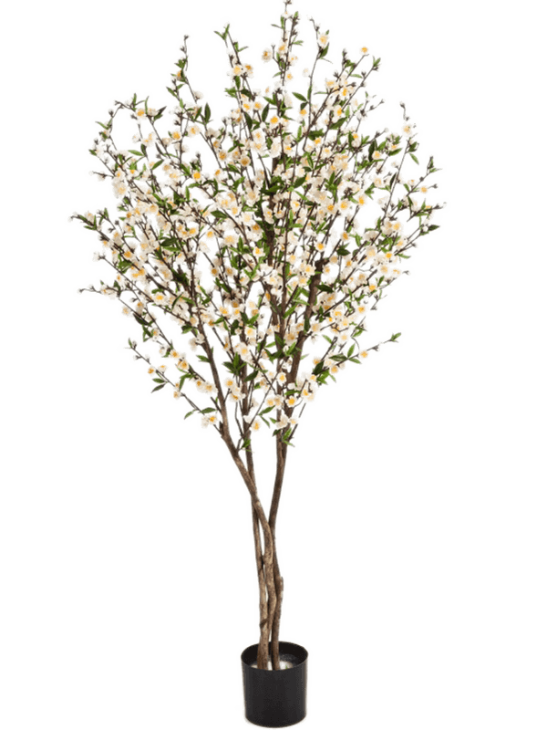 30/cherry-blossom-8fw55205cr