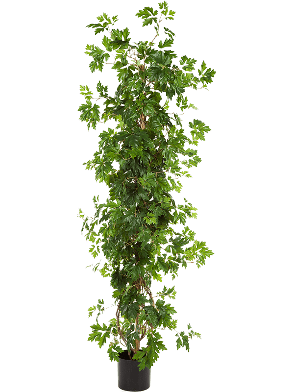 30/cissus-plant-8fw43305n