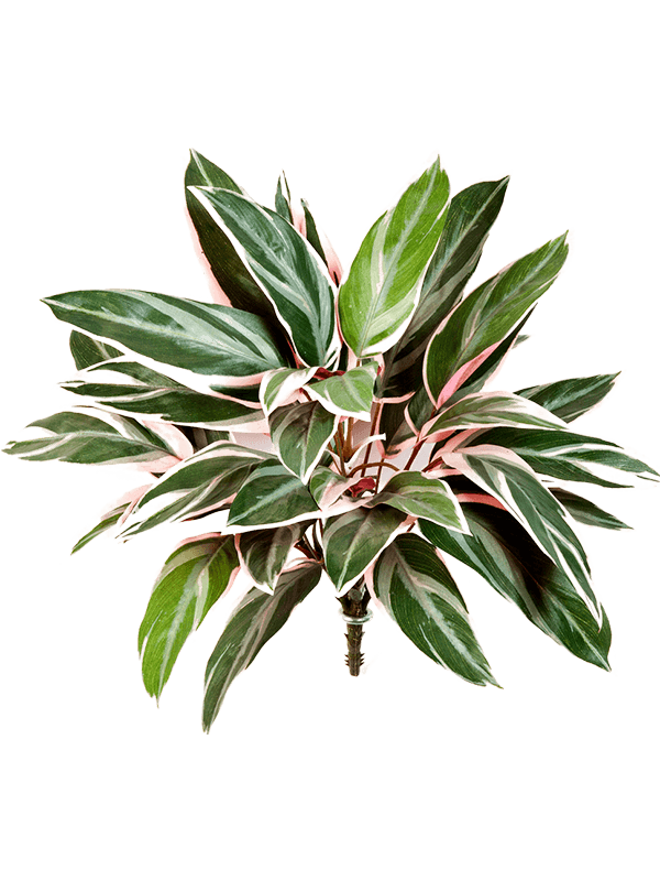 30/cordyline-8fw1116n