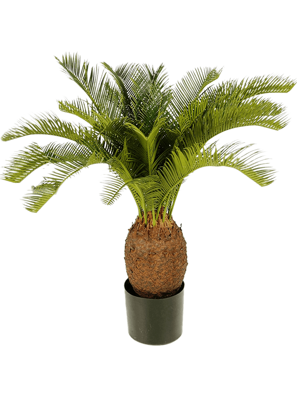 30/cycas-8cycars70