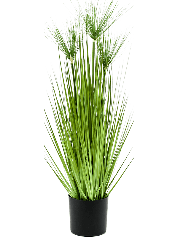 30/cyperus-haspan-8ee422394