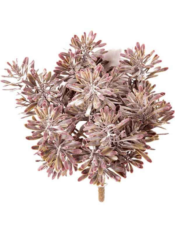 30/dusty-miller-burgundy-8fw01690r