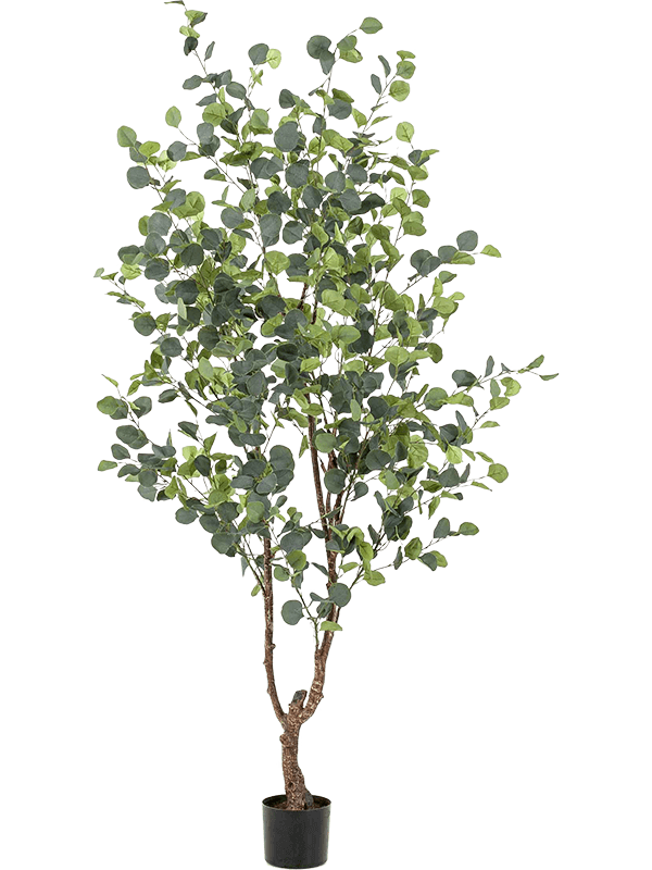 30/eucalypthus-8ee425690