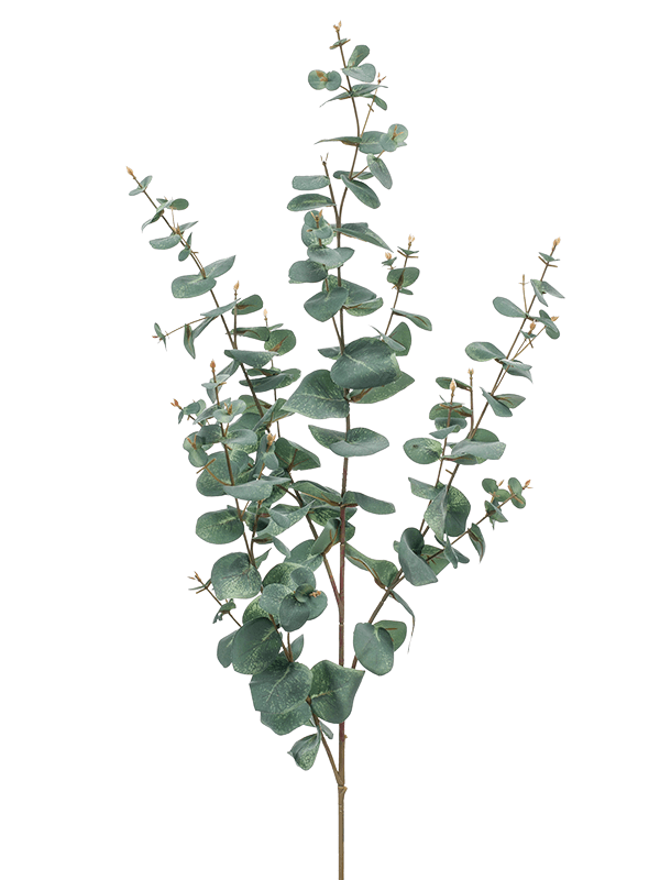 30/eucalyptus-8ee422069
