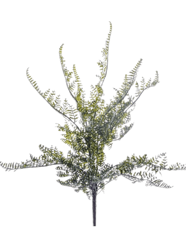 30/fern-forest-8eeg11936