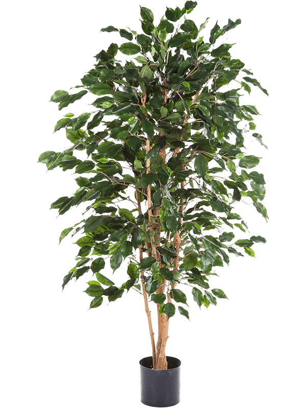30/ficus-exotica-8fiex1t15