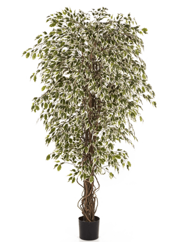 30/ficus-hawaiian-liana-var-8fw30907nw