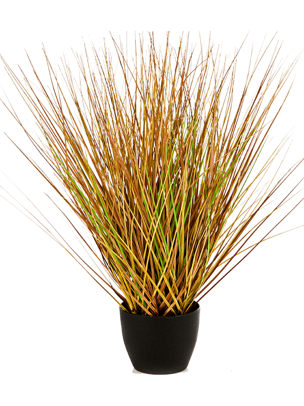 30/fountain-autumn-grass-8fw93a050