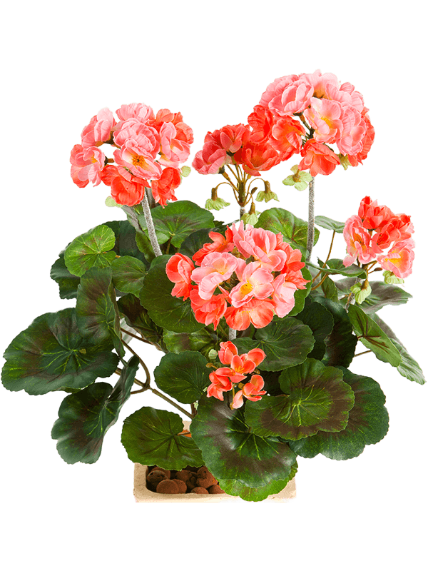 30/geranium-8fw1156p