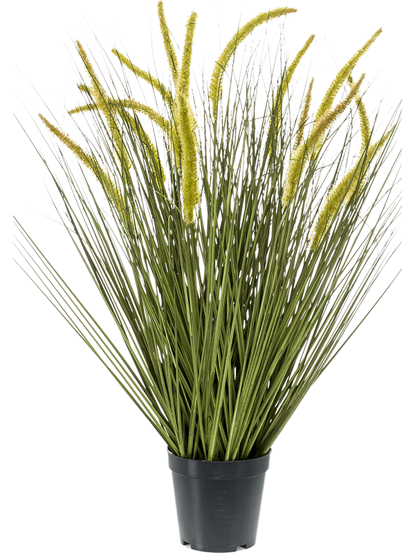30/grass-cattail-8ee422235