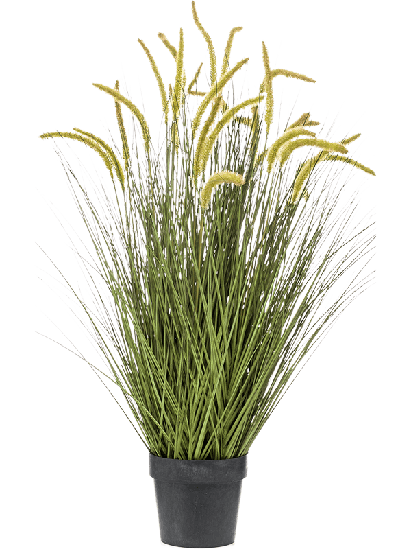 30/grass-cattail-8ee422236