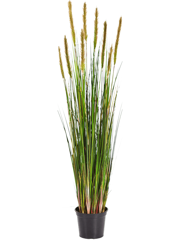 30/grass-foxtail-8fw1040l1