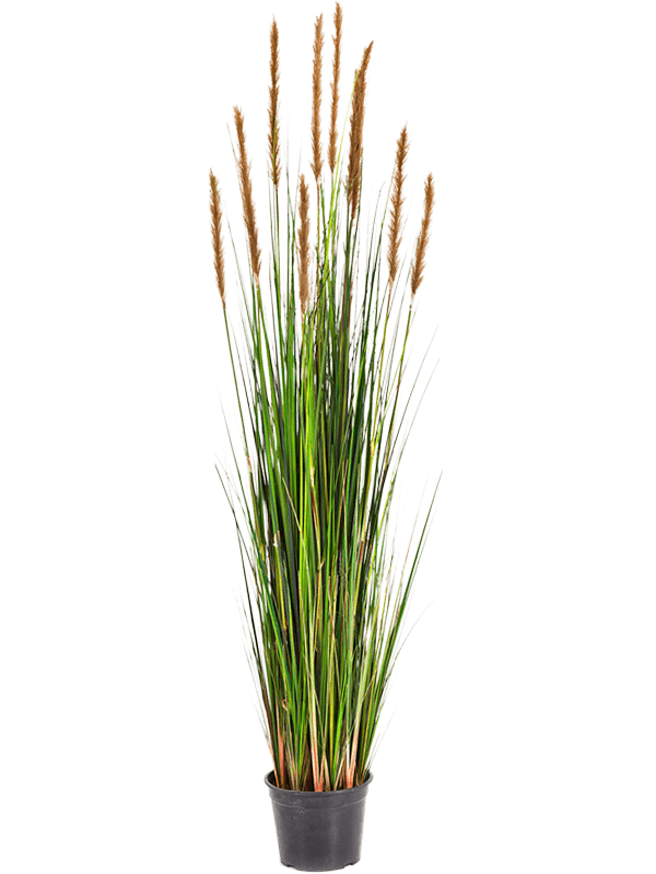 30/grass-foxtail-8fw1041b