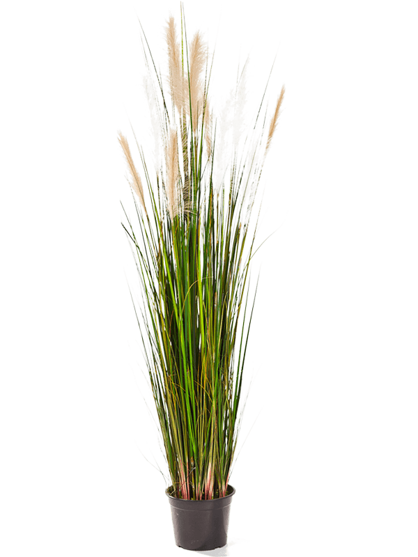 30/grass-reed-8fw1039n