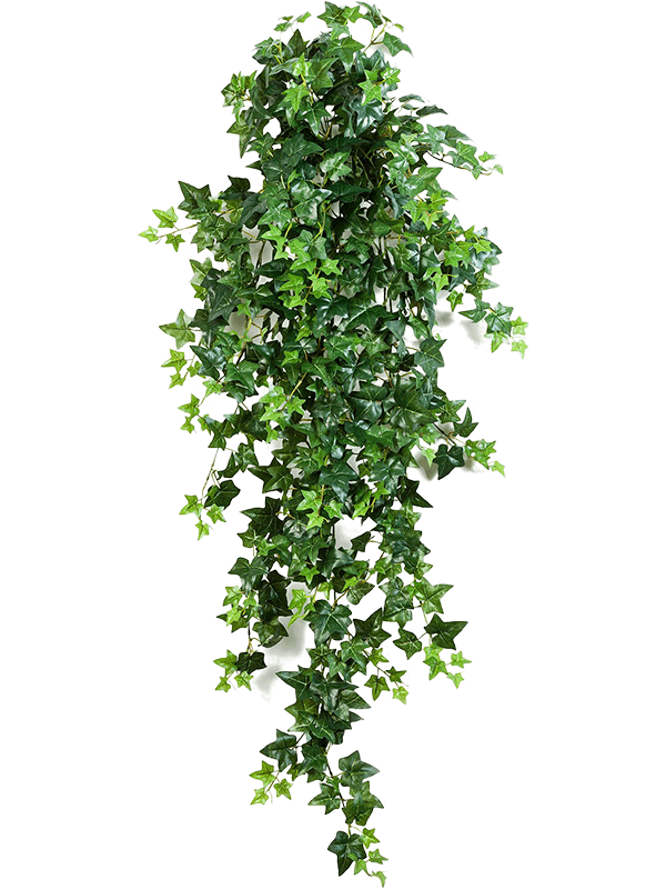 30/green-ivy-8fw01137n