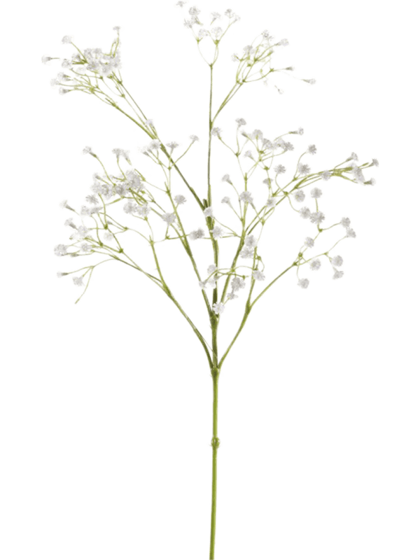 30/gypsophila-8eeg71305