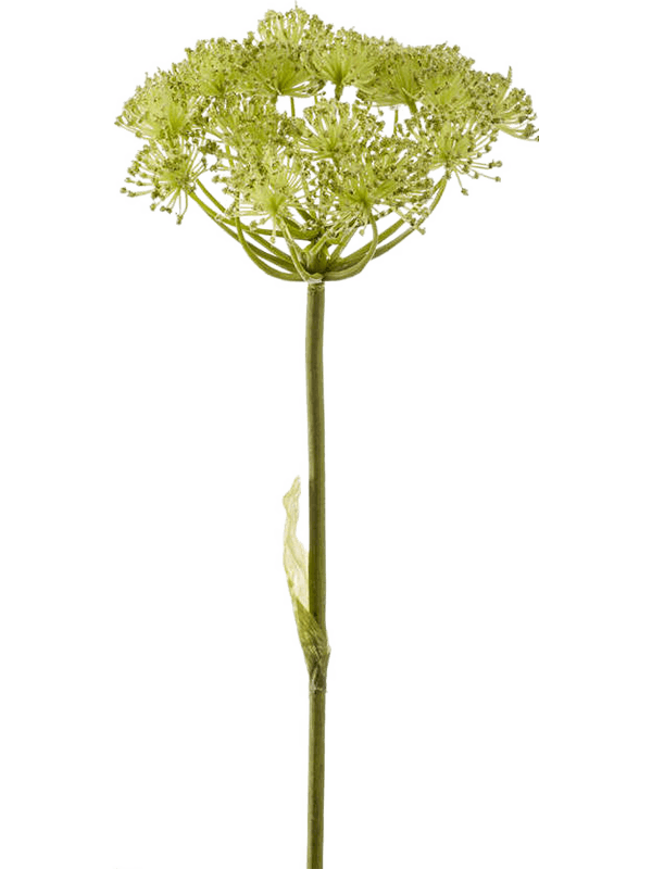 30/heracleum-8ee419781