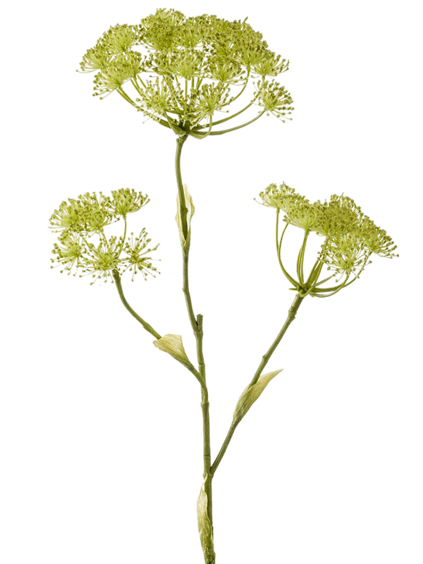 30/heracleum-8ee419784