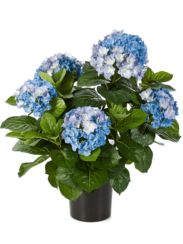 30/hydrangea-pot-8fw6252bl
