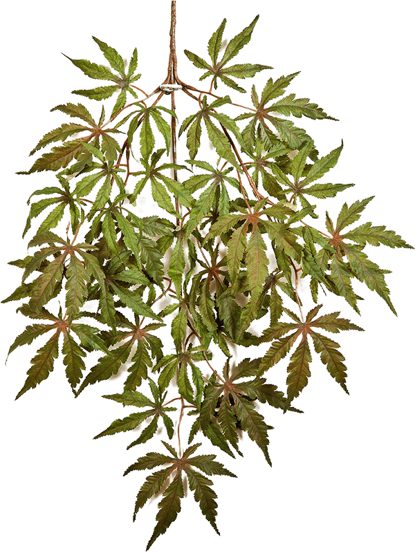 30/japanese-maple-spray-8fw1606gn