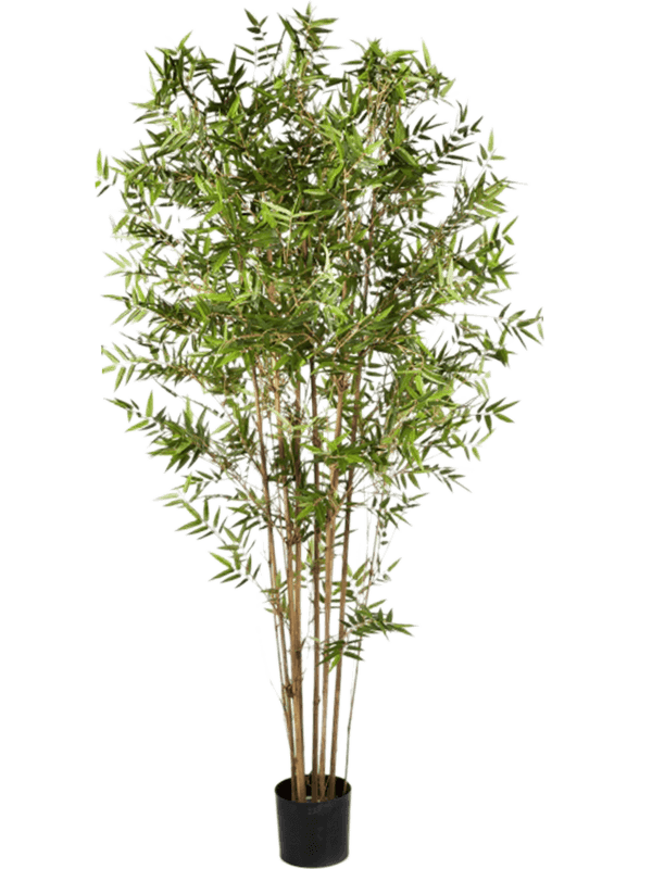 Bamboo japanese oriental Branched 8FW34303N 30/japanese-oriental-bamboo-8fw34303n