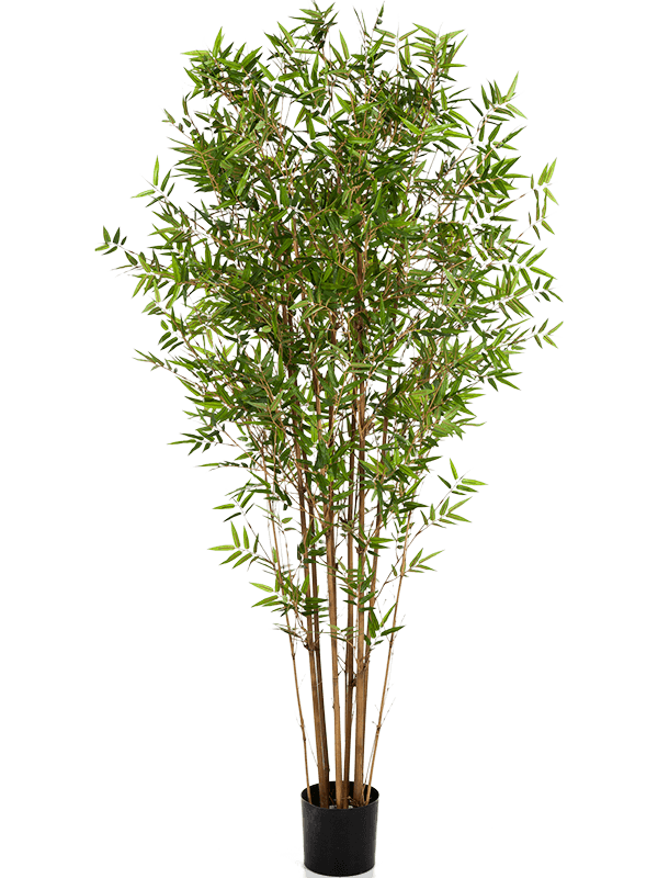Bamboo japanese oriental Branched 8FW34306N 30/japanese-oriental-bamboo-8fw34306n