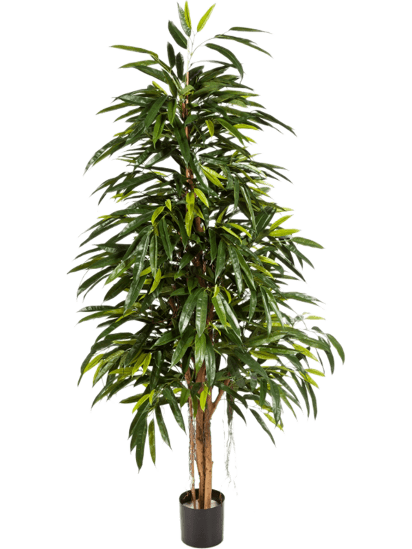 30/longifolia-royal-natural-8fw48407n