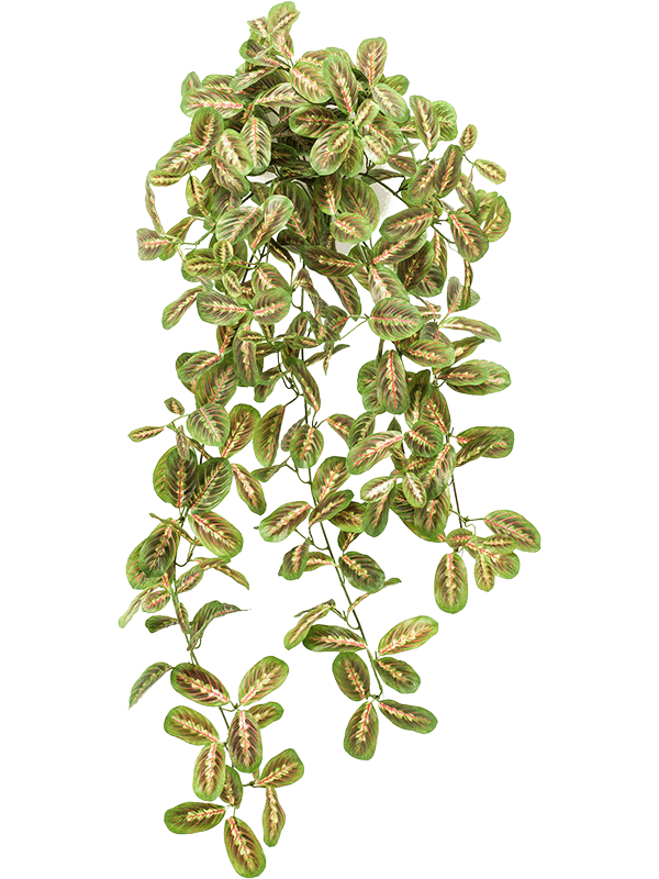 30/maranta-8ee422415