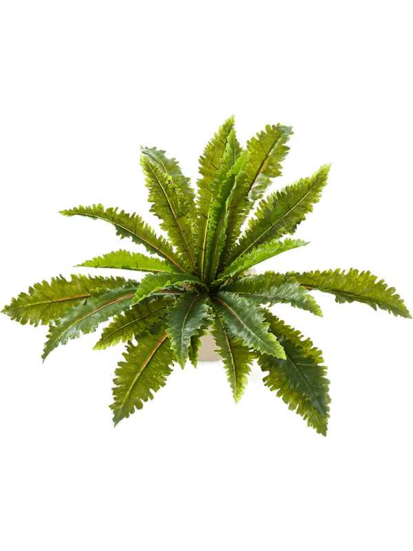 30/margarintum-fern-8fw01310n