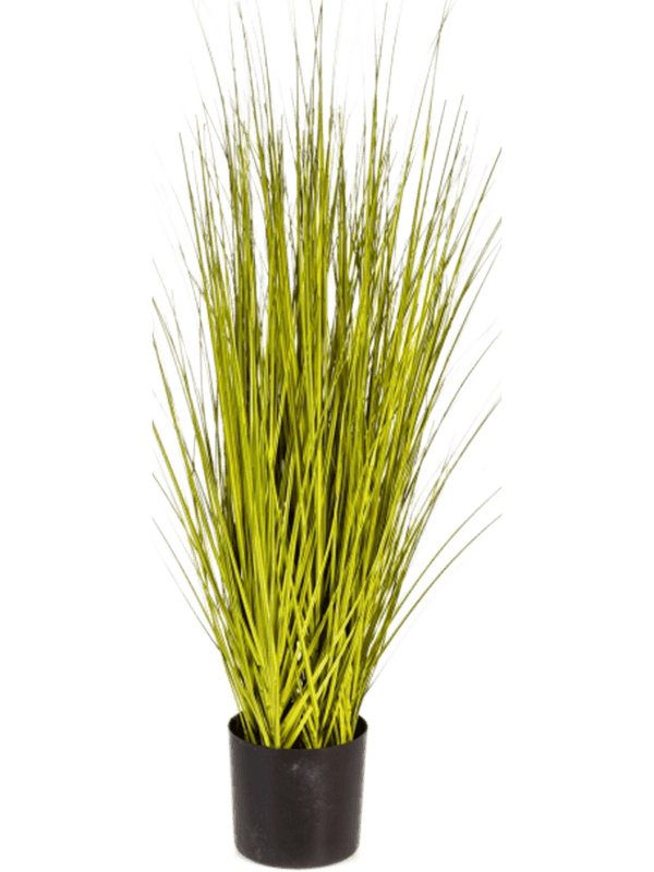 30/miscanthus-gold-grass-8fw1055g0