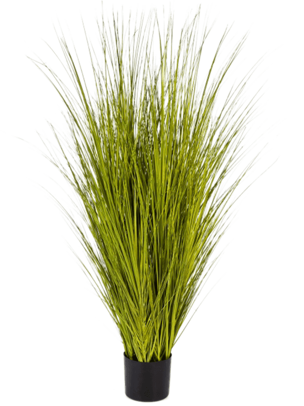 30/miscanthus-gold-grass-8fw1055g2