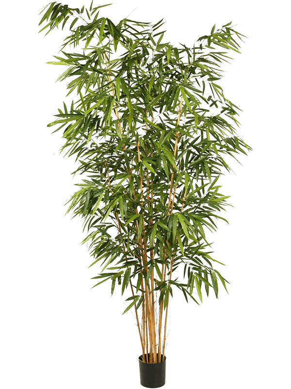 Bamboo big leaf Branched 8FW34510N 30/new-bamboo-big-leaf-8fw34510n