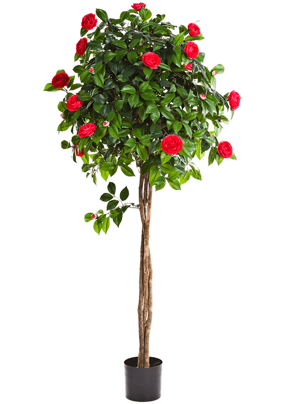 30/new-camelia-umbrella-8fw39305rs