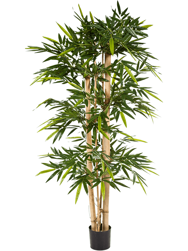 30/new-giant-bamboo-8fw35306n