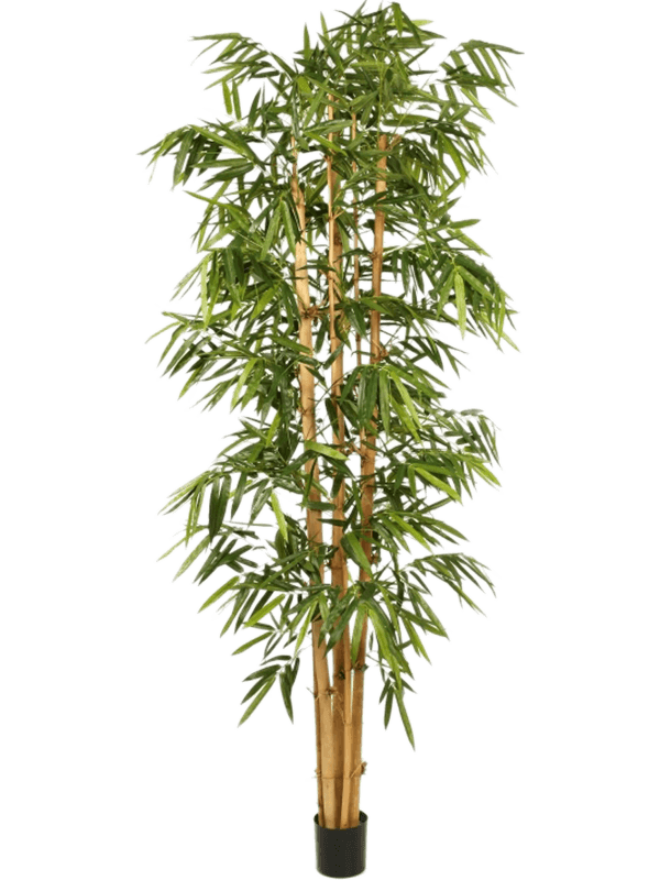 Bamboo Branched 8FW35409N 30/new-giant-bamboo-big-leaf-8fw35409n