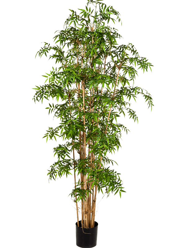 Bamboo japanese Branched 8FW34106N 30/new-japanese-bamboo-8fw34106n