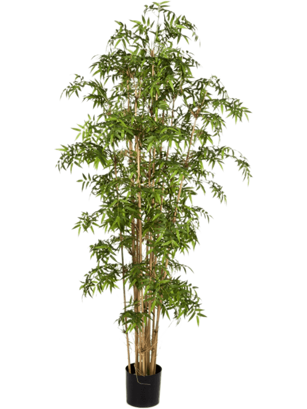 Bamboo japanese Branched 8FW34108N 30/new-japanese-bamboo-8fw34108n